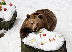 Medvědí Vánoce 2010