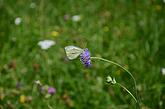 Potravu pro motýly nabízí i modré květy chrastavce rolního, foto: Martin Střelec